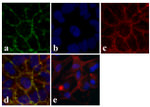 Occludin Monoclonal Antibody (OC-3F10)