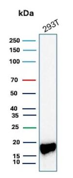 Survivin/BIRC5 Antibody in Western Blot (WB)