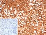 HSP90AA1 (Heat Shock Protein 90) Antibody in Immunohistochemistry (Paraffin) (IHC (P))
