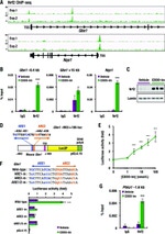 Lamin B1 Antibody in Western Blot (WB)