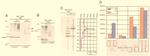 SUMO1 Antibody in Western Blot (WB)