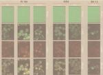 SUMO1 Antibody in Immunocytochemistry (ICC/IF)