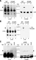 SUMO1 Antibody in Western Blot (WB)
