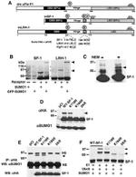 SUMO1 Antibody in Western Blot (WB)