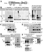 SUMO1 Antibody in Western Blot (WB)