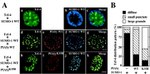 SUMO1 Antibody in Immunocytochemistry (ICC/IF)