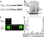 SUMO1 Antibody in Immunocytochemistry (ICC/IF)