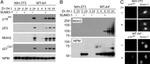 SUMO1 Antibody in Western Blot, Immunocytochemistry (WB, ICC/IF)
