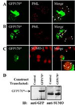 SUMO1 Antibody in Western Blot (WB)