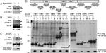 SUMO1 Antibody in Western Blot (WB)