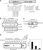 SUMO1 Antibody in Western Blot (WB)
