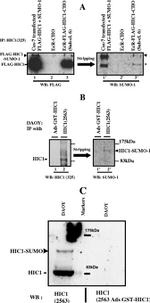 SUMO1 Antibody in Western Blot (WB)