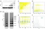 SUMO1 Antibody in Western Blot (WB)