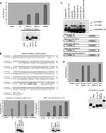 SUMO1 Antibody in Western Blot (WB)