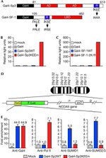SUMO1 Antibody in ChIP Assay (ChIP)