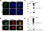 SUMO1 Antibody in Western Blot, Immunocytochemistry (WB, ICC/IF)
