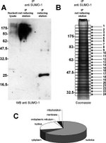 SUMO1 Antibody in Western Blot (WB)