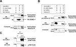 SUMO1 Antibody in Western Blot (WB)