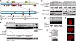 SUMO1 Antibody in Western Blot (WB)
