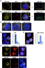 SUMO1 Antibody in Immunocytochemistry (ICC/IF)