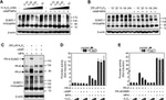 SUMO1 Antibody in Western Blot (WB)
