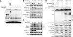 SUMO1 Antibody in Western Blot (WB)
