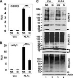 SUMO1 Antibody in Western Blot (WB)