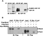 SUMO1 Antibody in Western Blot (WB)