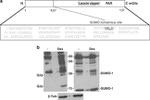 SUMO1 Antibody in Western Blot (WB)