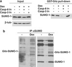 SUMO1 Antibody in Western Blot (WB)