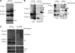 SUMO1 Antibody in Western Blot (WB)