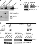 SUMO1 Antibody in Western Blot (WB)