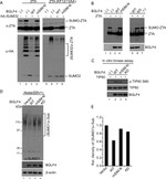 SUMO1 Antibody in Western Blot (WB)