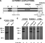 SUMO1 Antibody in Western Blot (WB)
