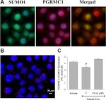 SUMO1 Antibody in Immunocytochemistry (ICC/IF)