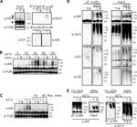 SUMO1 Antibody in Western Blot (WB)