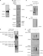 SUMO1 Antibody in Western Blot (WB)