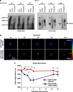 SUMO1 Antibody in Western Blot (WB)
