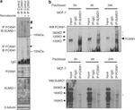 SUMO1 Antibody in Western Blot (WB)