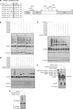 SUMO1 Antibody in Western Blot (WB)