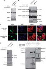 SUMO1 Antibody in Western Blot (WB)