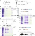 SUMO1 Antibody in Western Blot, Flow Cytometry (WB, Flow)