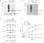 SUMO1 Antibody in Western Blot (WB)