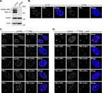 SUMO1 Antibody in Immunocytochemistry (ICC/IF)