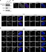 SUMO1 Antibody in Immunocytochemistry (ICC/IF)