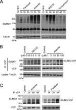 SUMO1 Antibody in Western Blot (WB)