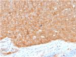 HSP90AB1 (Heat Shock Protein 90) Monoclonal Antibody (HSP90AB1/3951)