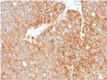 HSP90AB1 (Heat Shock Protein 90) Monoclonal Antibody (HSP90AB1, 3952)