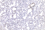 NOTCH4 Antibody in Immunohistochemistry (Paraffin) (IHC (P))