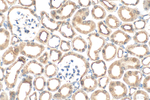 NOTCH4 Antibody in Immunohistochemistry (Paraffin) (IHC (P))